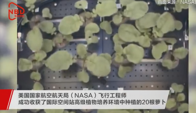 NASA收获史上首批太空萝卜 明年将送回地球 网友好奇：啥味儿啊？