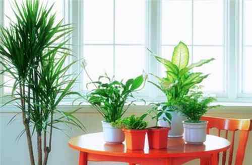 家居风水植物 家居风水植物有哪些  哪些植物有利于家居风水