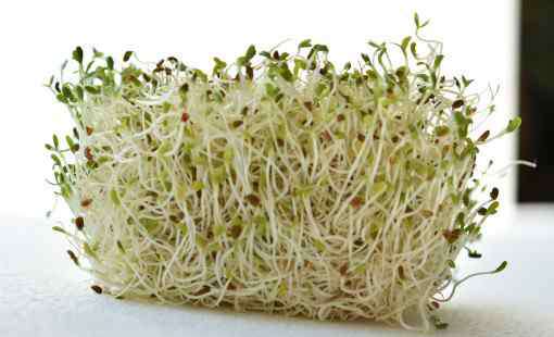 芹芽 每斤10元的芹芽是怎么种出来的？什么时候种？什么时候采收？栽培技术有哪些？