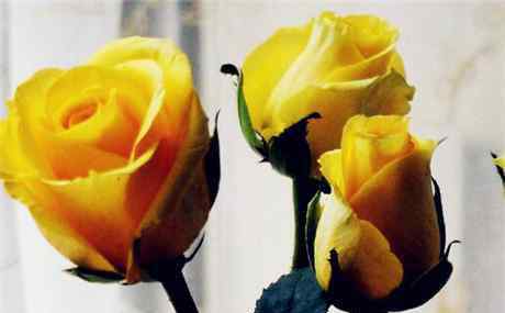 黄玫瑰寓意 【图集】有人送黄玫瑰花代表什么意思？一般适合送什么人？