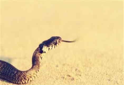 蛇的天敌是什么动物 蛇最怕什么东西和气味？它的天敌是谁？掌握这些点，再也不怕家里进蛇！