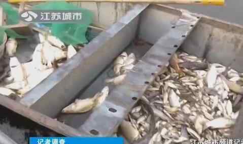 万亩鱼蟹死绝 洪泽湖水面变黑万亩鱼蟹死绝 大量死鱼漫上岸堤