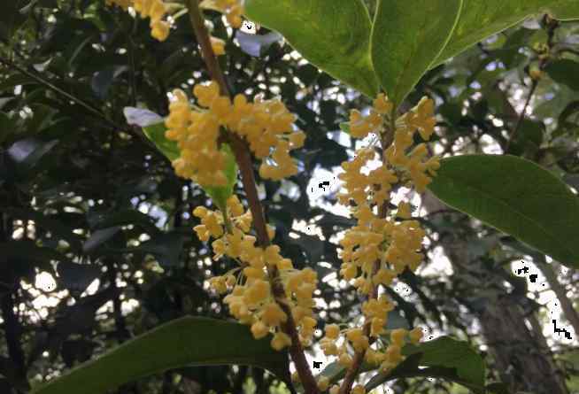 桂花什么时候开花 上海桂花什么时候开花 上海赏桂花去哪里