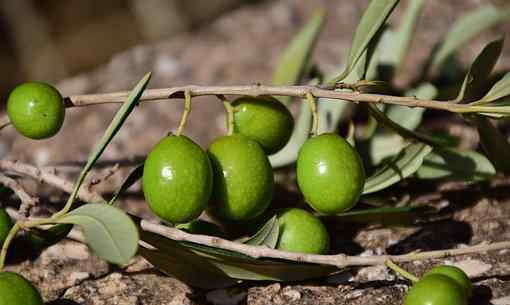 青橄榄的功效与作用 均价20元一斤的青橄榄怎么吃好?一天吃多少合适?主要有这4大功效与作用!