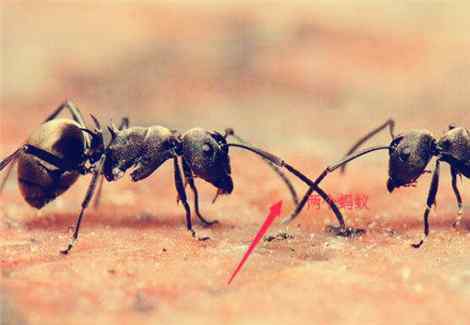 蚂蚁怕什么 蚂蚁最怕什么？天敌是谁？这些方法清除蚂蚁100%最有效！