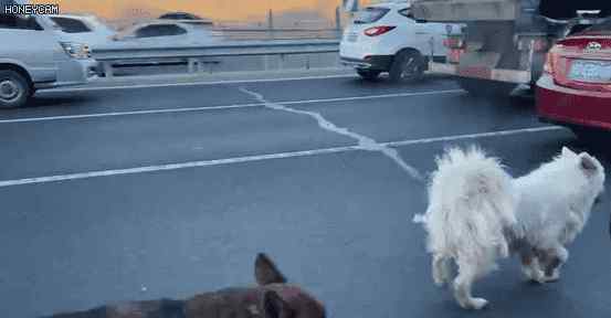 北京五环两只狗狗在车流中穿梭前爪脚垫裂开 接下来发生一幕感动众人
