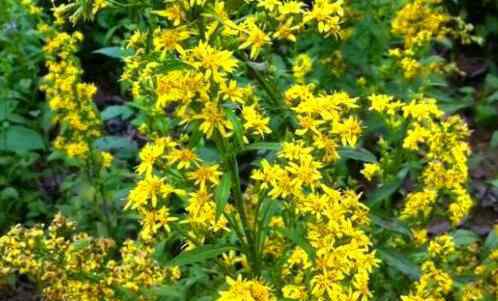 一枝黄花 中草药一枝黄花又叫什么？它的四大功效与作用可以治疗这些疾病！