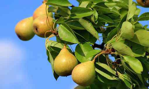 红梨的功效与作用 梨子的功效与作用是什么？有什么禁忌么？附：梨子的营养成分表