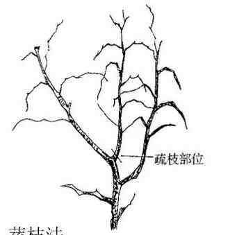 树木修剪技术图解 【种植攻略】枣树一般什么时候修剪？教你这8种修剪技术！