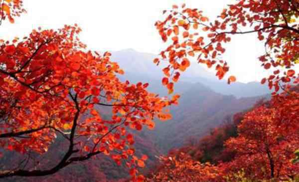 洛阳在哪里 2020郑州周边赏红叶的地方有哪些 景点推荐