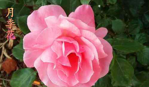 蔷薇科植物月季花 “蔷薇科”月季花有哪些功效与作用？和玫瑰花的区别是什么？