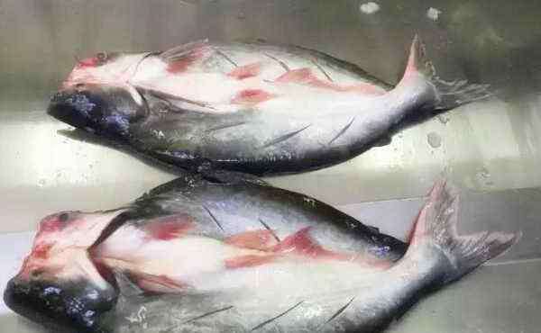 龙利鱼热量 高蛋白鱼龙利鱼的热量是多少?市场价多少钱一斤?和巴沙鱼有什么区别?