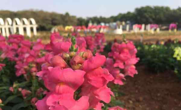 东莞梦幻百花洲 东莞梦幻百花洲地址 赏花时间