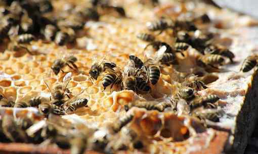 新手如何养蜜蜂 【养殖技术】新手怎么养蜜蜂？空蜂箱怎么引来蜜蜂？投资2万养蜜蜂利润多少？