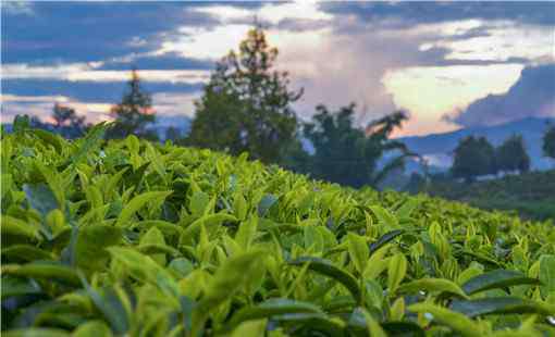 茶的种类和功效大全 茶叶具体有哪些种类？功效和作用是什么？