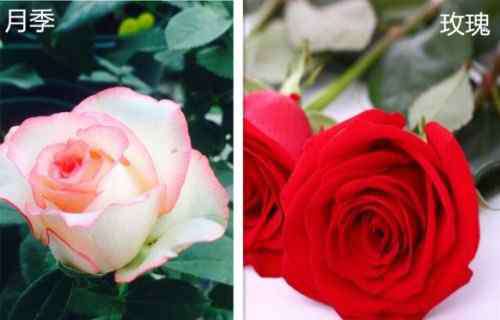 月季和蔷薇的区别 “蔷薇三姐妹”中月季和玫瑰的区别是什么？是哪里的国花或市花？花语和象征是什么？