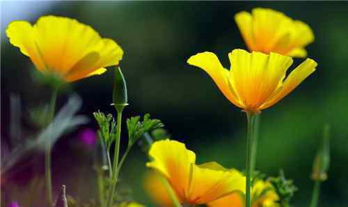 太阳花的花语 太阳花的花语大全 太阳花要怎么种