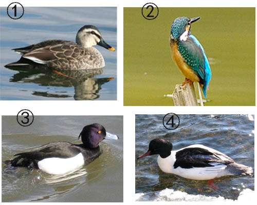 普通秋沙鸭 这四只鸟的名称和习性