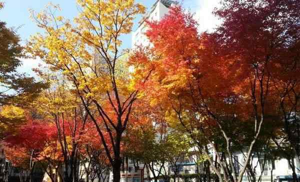看叶 韩国首尔看枫叶最佳时间 首尔秋天哪里可以看枫叶