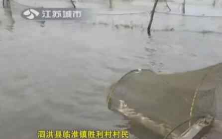 万亩鱼蟹死绝 洪泽湖水面变黑万亩鱼蟹死绝 大量死鱼漫上岸堤