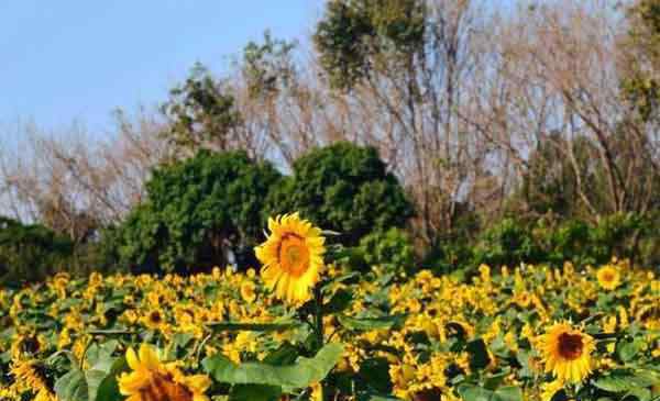 东莞梦幻百花洲 东莞梦幻百花洲地址 赏花时间