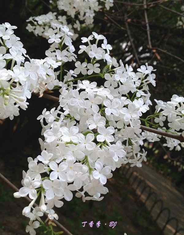 丁香花什么时候开花 法源寺丁香花什么时候开 2019北京看丁香花的地方