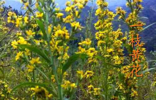 一枝黄花 中草药一枝黄花又叫什么？它的四大功效与作用可以治疗这些疾病！