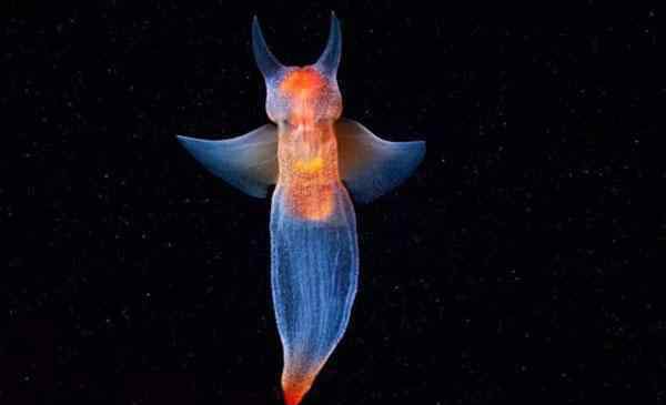 冰海精灵 潜水员拍到裸海蝶 裸海蝶可以养殖吗-长什么样子