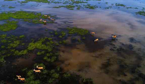 中国世界遗产名单 黄海候鸟栖息地申遗成功 2019中国世界遗产名单