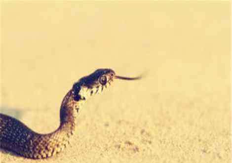 蛇的天敌是什么动物 蛇最怕什么东西和气味？它的天敌是谁？掌握这些点，再也不怕家里进蛇！