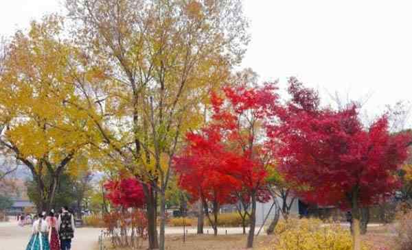看叶 韩国首尔看枫叶最佳时间 首尔秋天哪里可以看枫叶