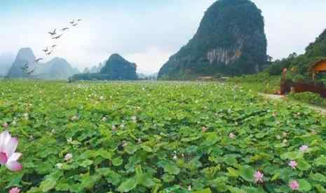 九龙峰 2019英德九龙峰林小镇荷花节活动攻略