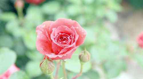 玫瑰花粉的功效 玫瑰花粉的效果有什么 玫瑰花粉食用方法