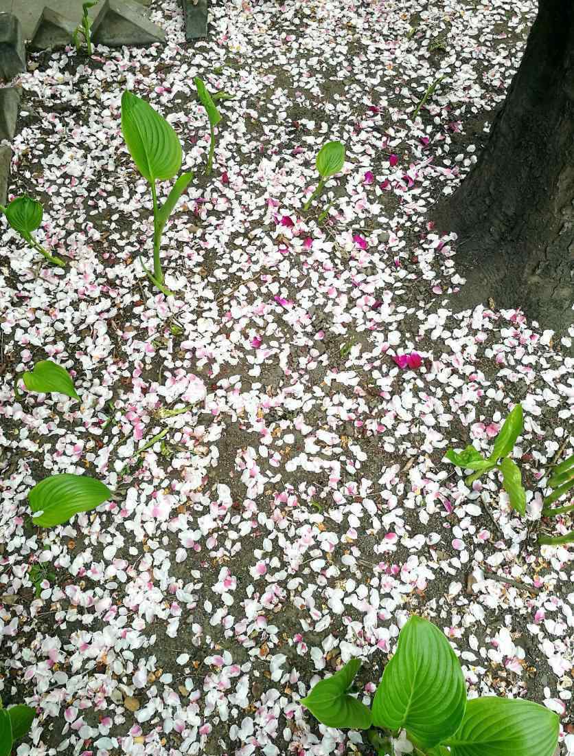 丁香花什么时候开花 法源寺丁香花什么时候开 2019北京看丁香花的地方