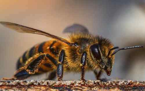 被蜜蜂蛰了会怎么样 【急救攻略】被蜜蜂蛰了怎么消肿止痒？刺没拔会怎样？