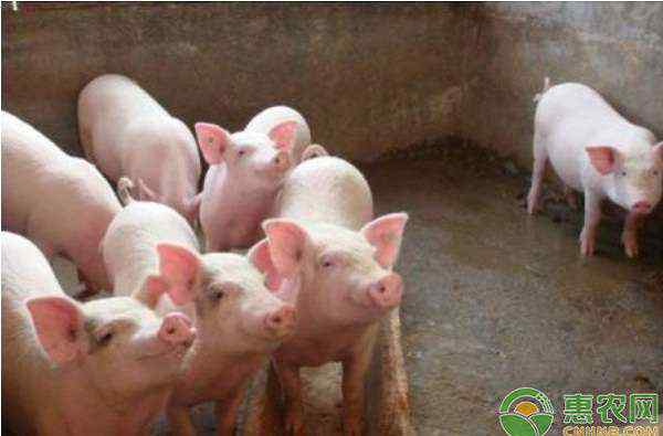 猪价格网今日猪价预测价格行情 今日猪肉价格多少钱一斤？2020年3月猪肉价格走势分析