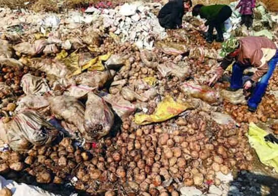 中国最大的马铃薯精深加工项目触礁搁浅