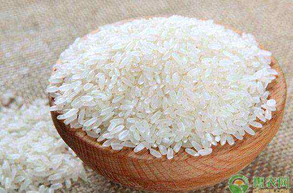 大米行情 今日大米价格多少钱一斤？附最新大米行情走势分析