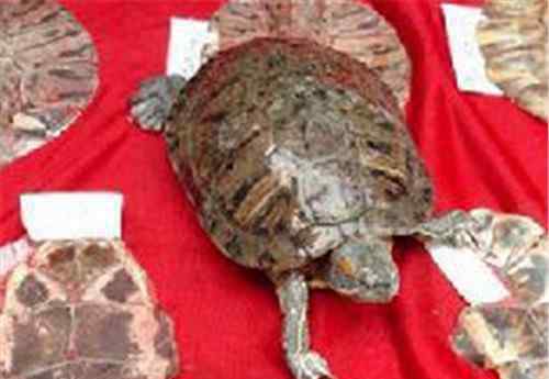 乌龟的生活习性 乌龟的生活习性是怎么样的 乌龟可以活多少年