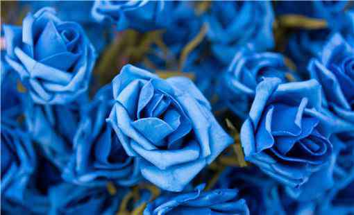 蓝色妖姬的花语 蓝色妖姬的花语是什么？大概多少钱一朵？
