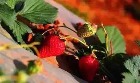 草莓几月份种植 昆明冬草莓采摘地推荐 冬草莓几月份可以采摘
