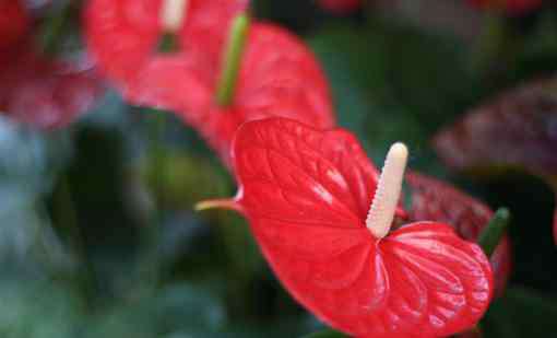 火鹤花怎么养 红掌为什么会掉叶子?该怎么养护?