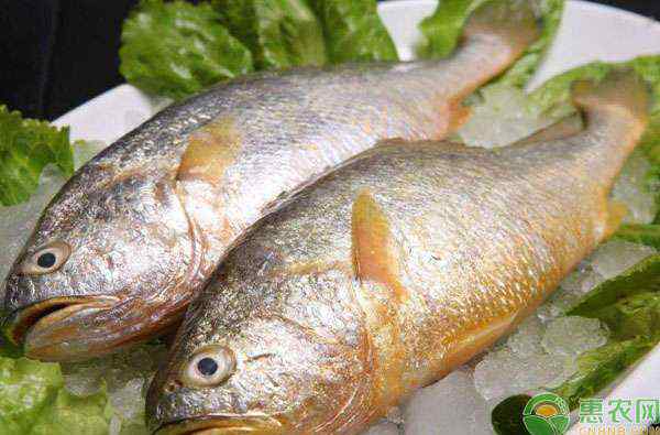小黄鱼价格 洛阳大黄鱼多少钱一斤？大黄鱼和小黄鱼哪个贵？