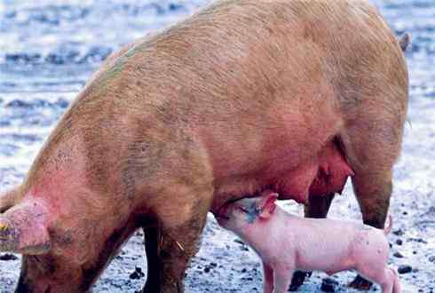 怎么养猪赚钱 养猪怎样才能赚钱？发酵养猪或成未来养殖好模式！