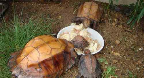 乌龟的生活习性 乌龟的生活习性是怎么样的 乌龟可以活多少年