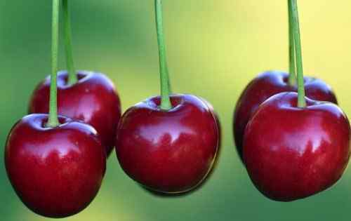 樱花结果是樱桃吗 樱桃的功效与作用禁忌有哪些？是什么季节的水果？是樱花的果实吗？