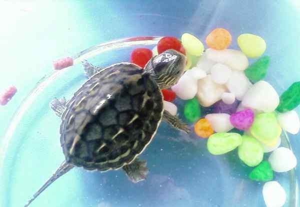 如何养乌龟 乌龟的饲养方法 教你怎样正确的养乌龟