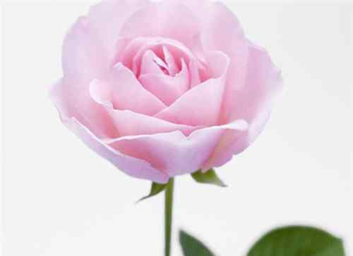 7朵玫瑰花代表什么意思 一朵玫瑰花代表什么意思 送玫瑰花的这些讲究