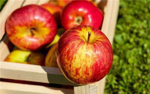 苹果水果的功效和作用 “水果之王”苹果的功效与作用有哪些？不能和什么一起吃？（附食用禁忌）