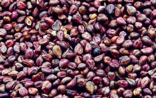 葡萄籽怎么吃 美容保健葡萄籽的8大功效与作用你都知道吗？可以直接吃吗？怎么吃效果最好？